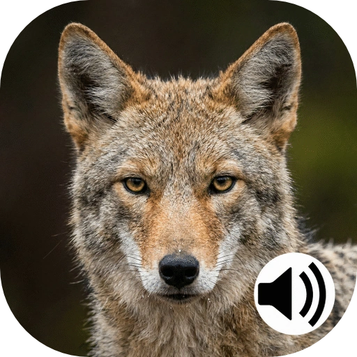 coyote hunting calls icon