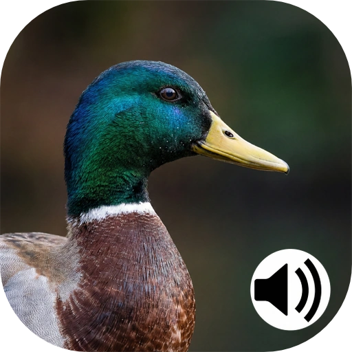 duck hunting calls icon