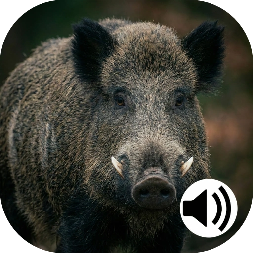 wild boar hunting icon